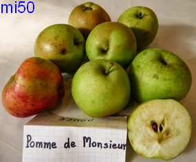  pomme de monsieur