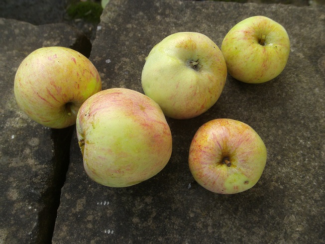  pomme paradis
