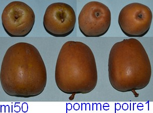  pomme poire