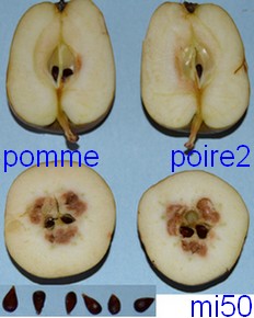  pomme poire