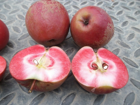  pomme sanguinole