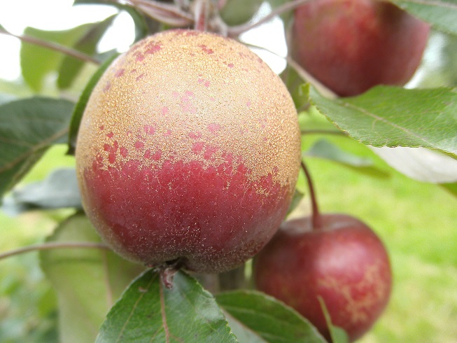  pomme sanguinole