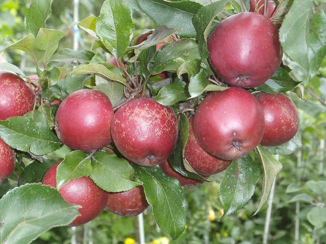  pomme sanguinole