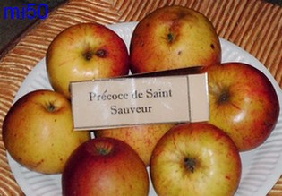  précoce de saint sauveur