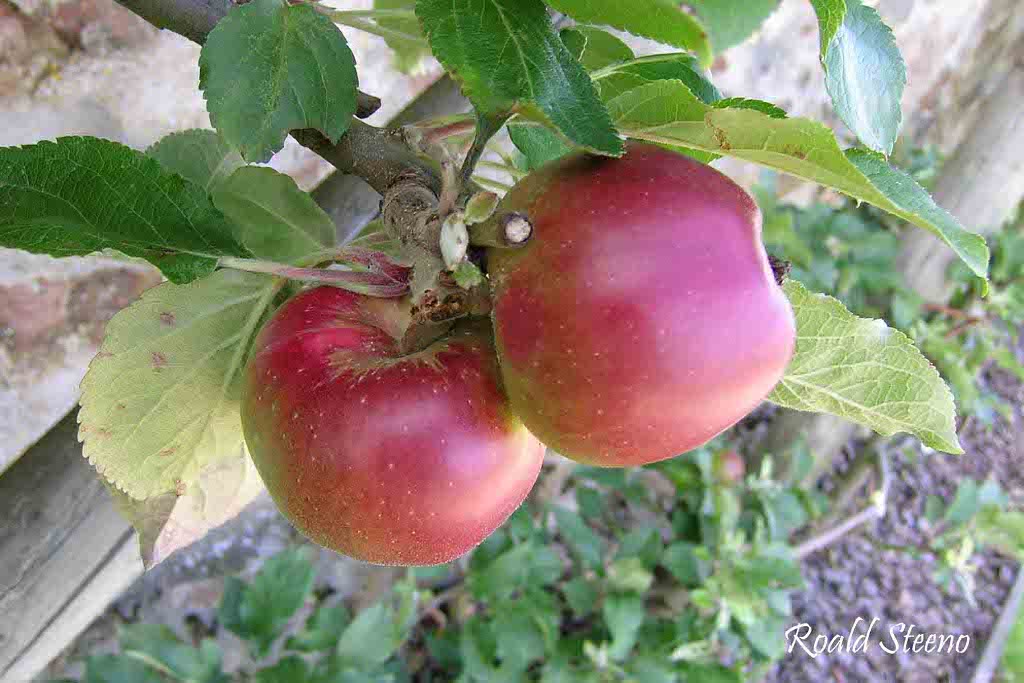  radoux