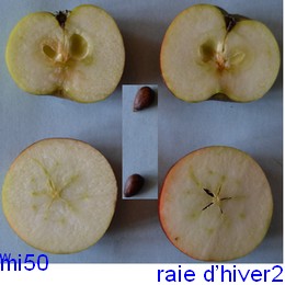  raie d hiver