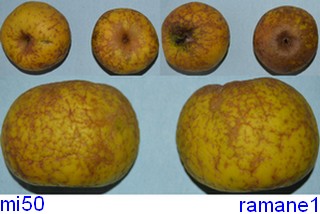 ramane