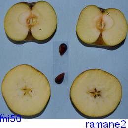  ramane