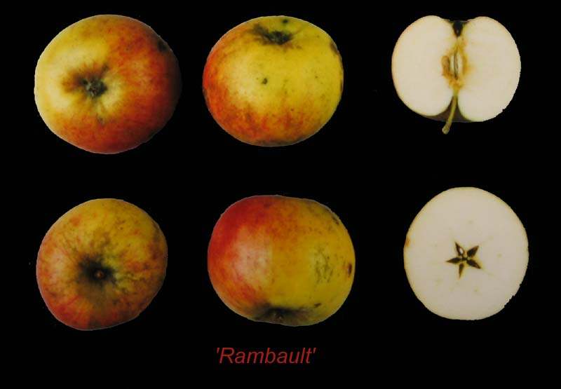  rambault