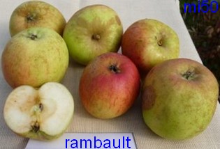  rambault