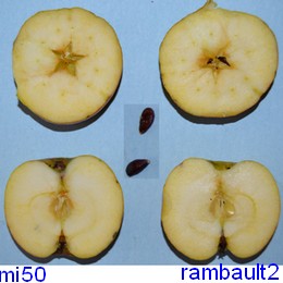  rambault