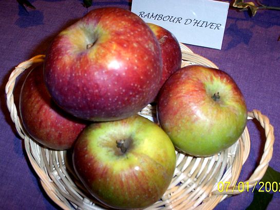  rambour d hiver