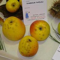  rambour papeleu