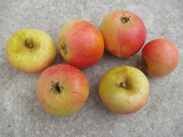  reeder`s goldreinette