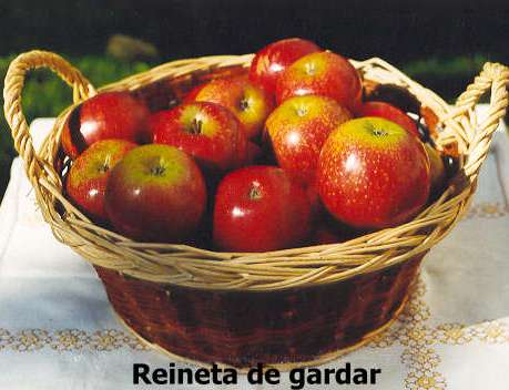  reineta de gardar
