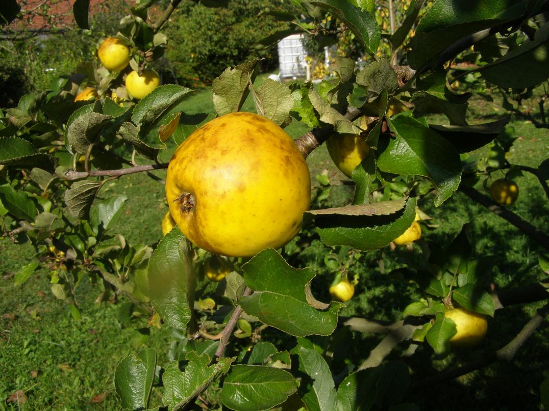 reinette ananas