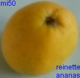  reinette ananas