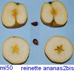  reinette ananas