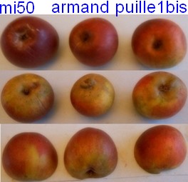  reinette armand puille