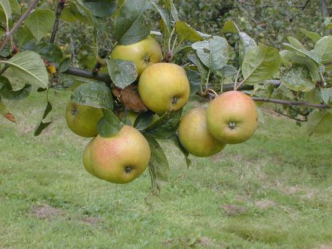  reinette blanche de beussant