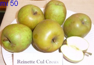  reinette à cul creux