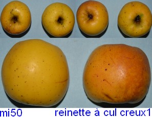  reinette à cul creux