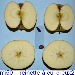  reinette à cul creux