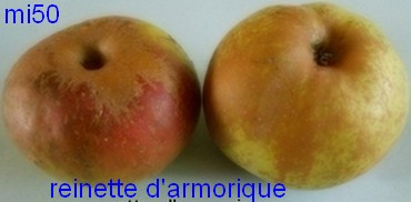  reinette d armorique