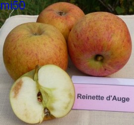  reinette d’auge