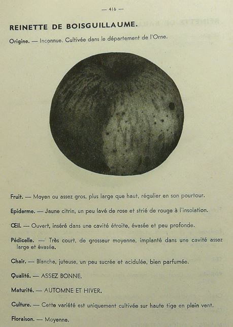  reinette de boisguillaume