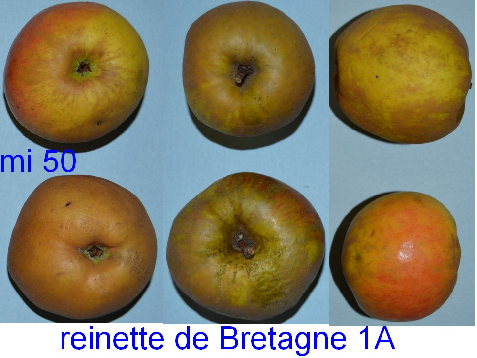  reinette de bretagne