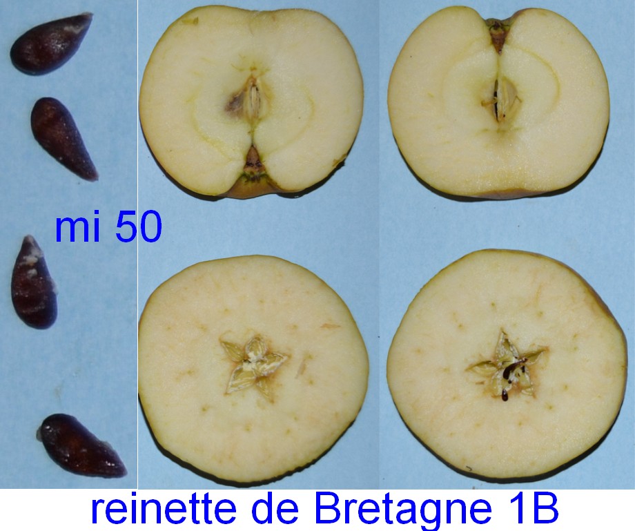  reinette de bretagne