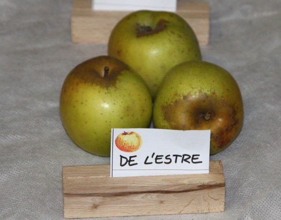  reinette de brive