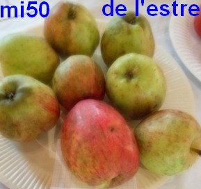  reinette de brive