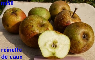 reinette de caux