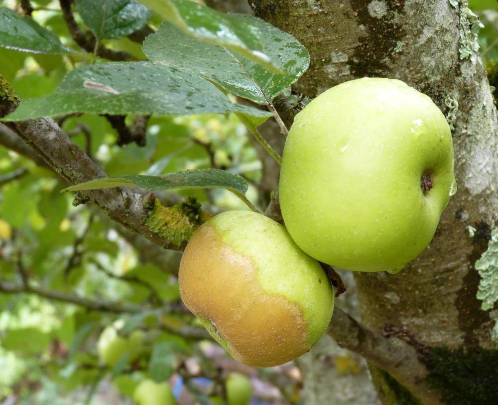  reinette de champagne
