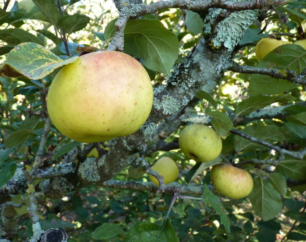  reinette de champagne
