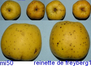  reinette de freyberg