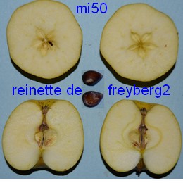  reinette de freyberg