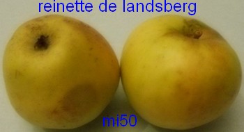  reinette de landsberg