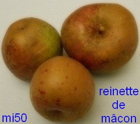  reinette de mâcon