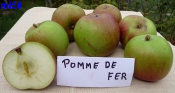  reinette de plouvigner
