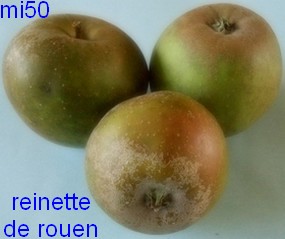  reinette de rouen