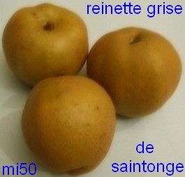  reinette de saintonge