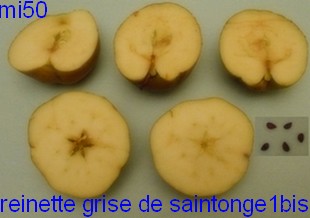  reinette de saintonge