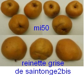  reinette de saintonge