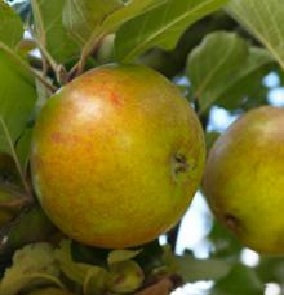  reinette des capucins