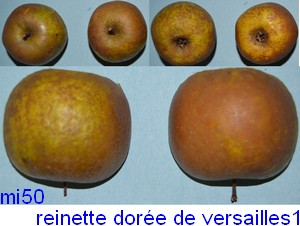  reinette dorée de versailles