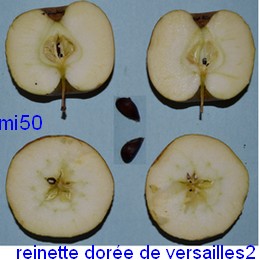  reinette dorée de versailles