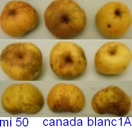  reinette du canada blanche